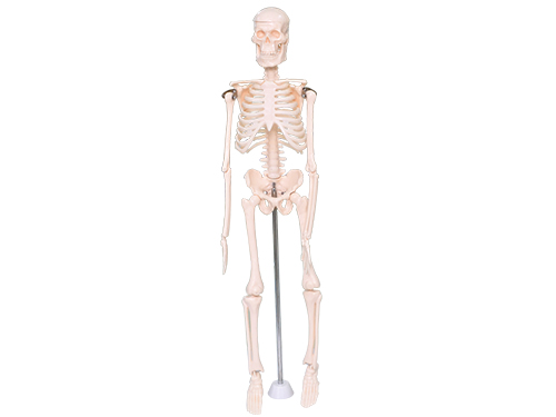 39051儿童骨骼模型